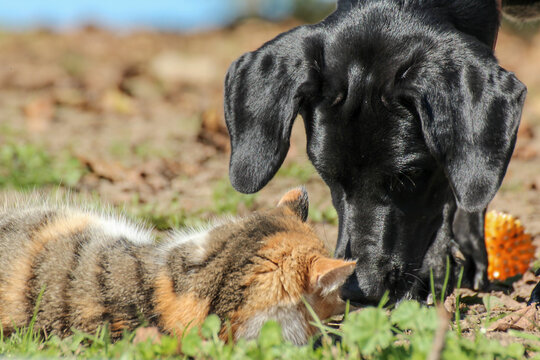 Animal Friends: A Tricolor Calico Farm Cat And A Young Black Labrador Are Sniffing At Each Other In Summer Outdoors