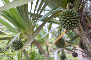 Arvore com pinhas penduradas 