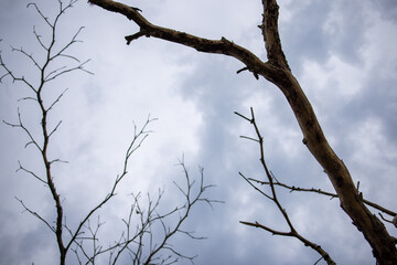 arvores da mata Atlântica com os galhos secos 
