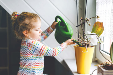 Little toddler girl watering flowers and orchid plants on window at home. Cute child helping, domestic life. Happy healthy kid holding water can, leaning help. Greenery, environment concept.