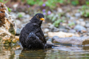 Amsel (Turdus merula) Männchen