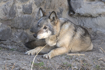 Fototapeta premium The gray wolf is resting on the rocks. The gray wolf, is a large canine native to Eurasia and North America. Close up portrait.