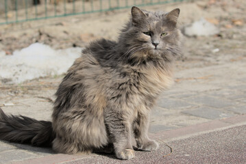 A beautiful cat carefully examines the surroundings of the city park. Domestic cat outdoors. Pet. Close-up.