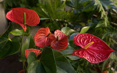 Tropical flora in the urban garden. Closeup view of Anthurium andreanum, also known as Flamingo Flower plant, green leaves and red flowers blooming in the balcony.