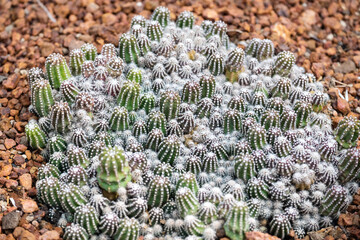 Obraz premium Closeup image of cactus in botanic garden