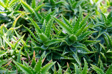 Closeup image of Sunset Aloe or Aloe dorotheae hybrid in botanic garden