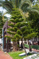 A green coniferous tree Araucaria heterophylla  grows in an alley along a city street against the background of other trees and palms