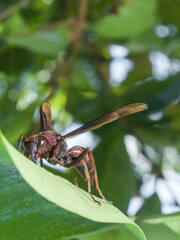 Hornet Insect on the leaf try to find food