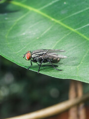 Insect Fly staying on the ground of leaf nature garden