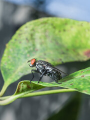 Insect Fly staying on the ground of leaf nature garden