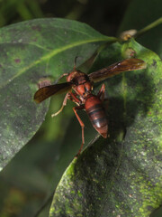 Hornet Insect on the leaf try to find food