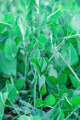 Young plant of green, vegetable peas. Young plant of green peas in the garden in early spring. Young vegetable peas are planted in the ground. Pea sprouts have sprouted from the soil.