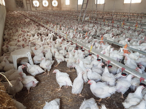 chickens hens  poultry farm many looking feeding