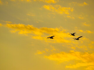 Egrets flying at sunset