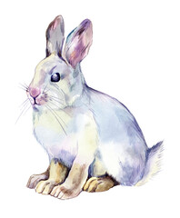 Watercolor white rabbit isolated on white background. Wildlife animals illustration.