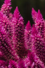 Purple flower blossoms Close-up