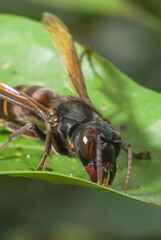 Hornet Insect on the leaf try to find food