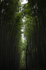 Fototapeta premium Arashiyama bamboo grove