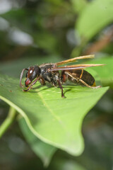 Hornet Insect on the leaf try to find food