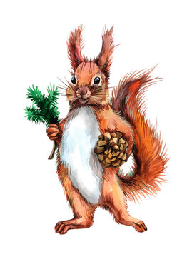 Watercolor standing squirrel with a cone and coniferous branch. Winter animal illustration.
