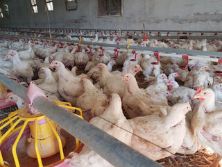 chickens hens  poultry farm many looking feeding
