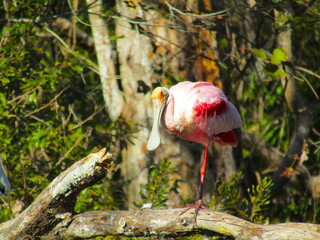 Florida Roseate Spoonbills
