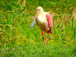 Florida Roseate Spoonbills