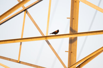 Bird on a power line tower