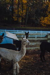 Alpacas in the forest