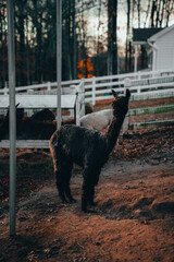 Alpacas