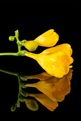 Flower of beautiful yellow freesia isolated on black background, mirror reflection