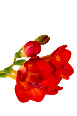 Flower of beautiful red freesia isolated on white background, close up