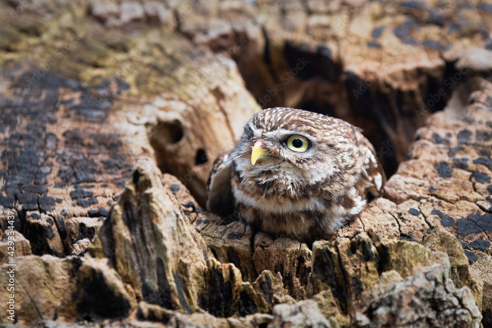 Poster a close up of a little owl athene noctua, also known as the owl of athena or owl of minerva. its hea