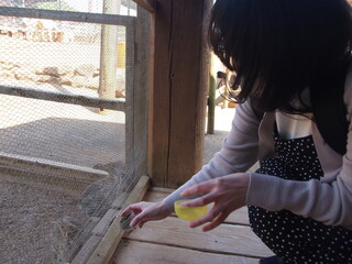 うさぎに餌やりをする女性