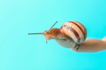 Wooden hand with snail on color background