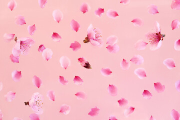 Spring flowers natural background. Beautiful spring flowers on a pink background.