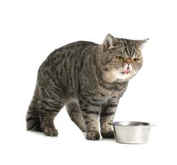 Cute Exotic Shorthair cat near bowl with food on white background