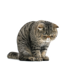 Cute Exotic Shorthair cat on white background