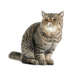 Cute Exotic Shorthair cat on white background