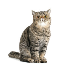 Obraz premium Cute Exotic Shorthair cat on white background