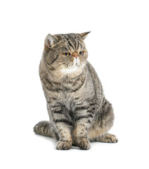 Cute Exotic Shorthair cat on white background