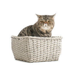 Fototapeta na wymiar Cute Exotic Shorthair cat in wicker box on white background