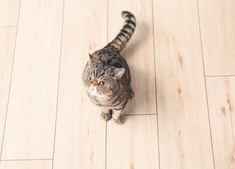 Cute Exotic Shorthair cat at home