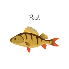 Perch river fish with name subscription. Perch isolated on white background. Big predatory fish. Vector illustration 