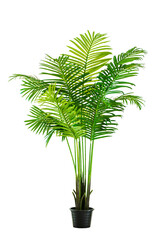 Vase decorate plants flowers rainy season green room hotel fresh interior beautiful wood tree floral wooden table office nature beadroom on white background with clipping path