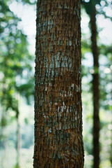 Full frame of Texture old tree in the forest.