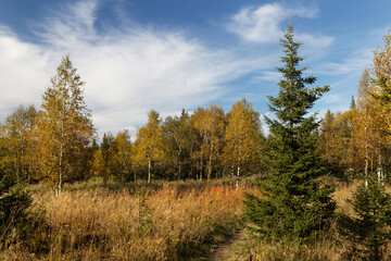 Naklejka na ściany i meble forest in autumn