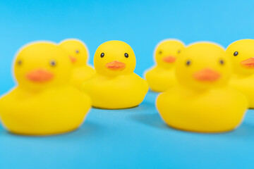 yellow rubber ducks on a blue background. Minimal design. selective focus