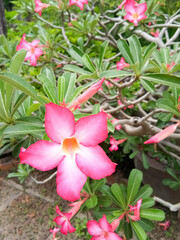 Obraz premium Adenium obesum, Impala Lily, or mock azalea, blooming on green foliage. It's a beautiful pink flower in a lush garden.
