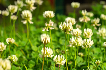 Flower of white sweet clover on a green field